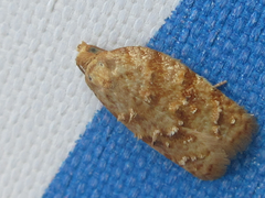 Acleris affinatana