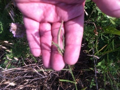 Asclepias linearis