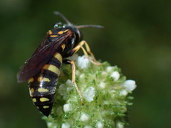 Bicyrtes insidiatrix