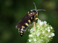 Bicyrtes insidiatrix