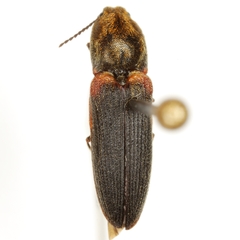 Limonius auripilis