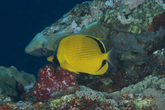 Chaetodon semeion
