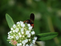 Ectemnius rufipes ais