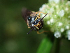 Bicyrtes insidiatrix