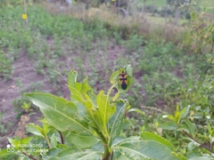 Oncopeltus orourkeae