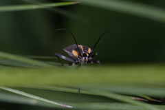 Capsodes flavomarginatus
