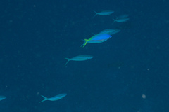 Elagatis bipinnulata