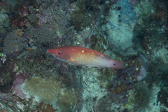 Bodianus dictynna