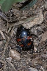 Hister quadrimaculatus