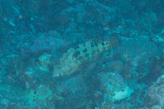 Epinephelus fuscoguttatus