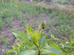 Oncopeltus orourkeae