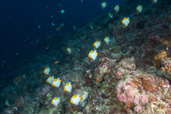 Hemitaurichthys polylepis