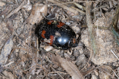 Hister quadrimaculatus