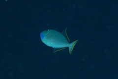 Xanthichthys auromarginatus