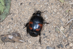 Hister quadrimaculatus