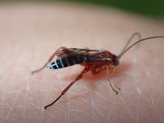 Pimpla marginella