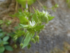 Stellaria media
