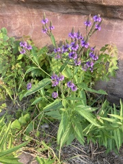 Verbena hastata