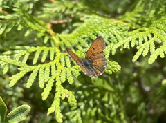 Tharsalea dorcas claytoni