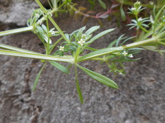 Galium aparine
