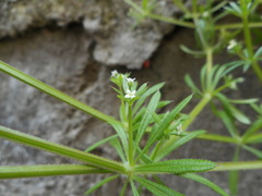 Galium aparine