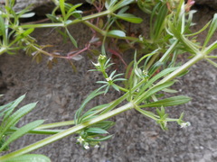 Galium aparine