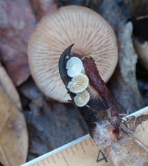 Crepidotus vulgaris