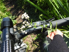Achillea salicifolia