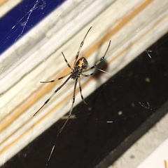 Latrodectus geometricus