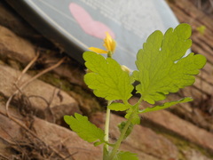 Chelidonium majus