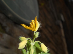Chelidonium majus