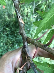 Rhus × borealis