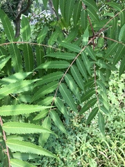 Rhus × borealis
