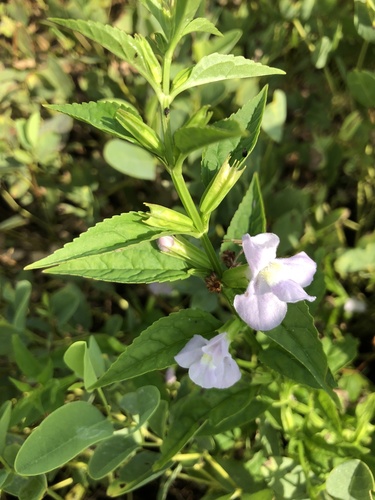sharpwing monkeyflower (Mimulus alatus)