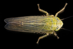 Cicadula