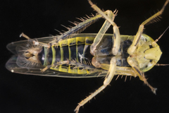 Cicadula