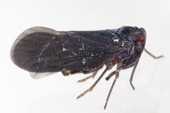 Cedusa incisa