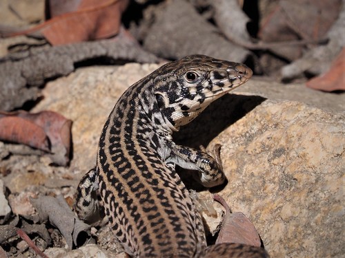 Western Whiptail