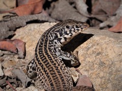 Tiger Whiptail photo 1