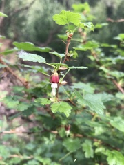 Ribes menziesii