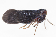 Cedusa incisa