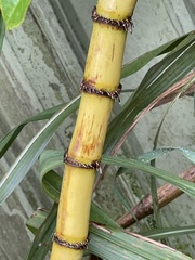 Saccharum × sinense