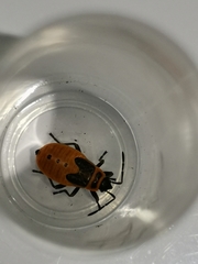 Pyrrhocoris apterus