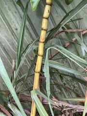 Saccharum × sinense