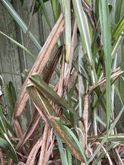 Saccharum × sinense