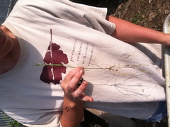 Asclepias linearis