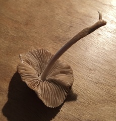 Pseudosperma friabile