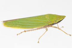 Draeculacephala robinsoni