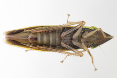 Draeculacephala robinsoni