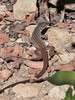 Western Whiptail - Photo (c) Jack Wickel, some rights reserved (CC BY-NC), uploaded by Jack Wickel